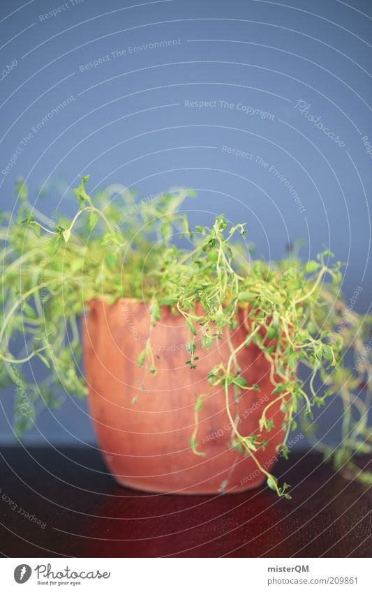 Gertrude. Plant Esthetic Pot plant Houseplant Green Growth Weed Agricultural crop Herbs and spices Colour photo Subdued colour Interior shot Studio shot