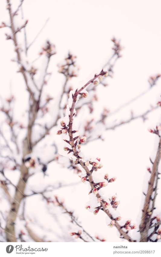 Snowy and blossoming branch Environment Nature Sky Spring Winter Climate Weather Bad weather Ice Frost Snowfall Tree Flower Park Authentic Fresh Cold Natural