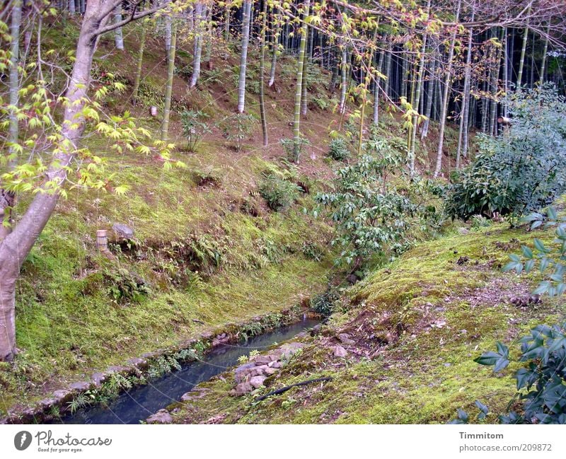 Once in Japan. Nature Landscape Water Plant Tree Bamboo Park Looking Large Emotions Moody Brook Japanese Twigs and branches Bushes Forest Grass Colour photo