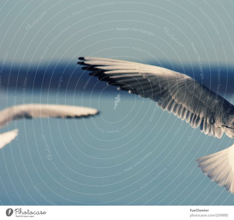 wings Bird Wing 2 Animal Esthetic Elegant Fantastic Blue Gray Black White Contentment Movement Seagull Colour photo Subdued colour Exterior shot Contrast