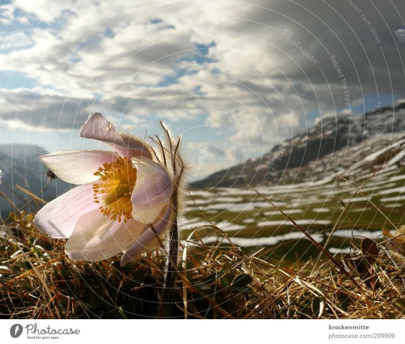 Anemone wears fur Environment Nature Landscape Plant Sky Clouds Storm clouds Spring Snow Flower Grass Rock Alps Mountain Peak Snowcapped peak Natural Yellow