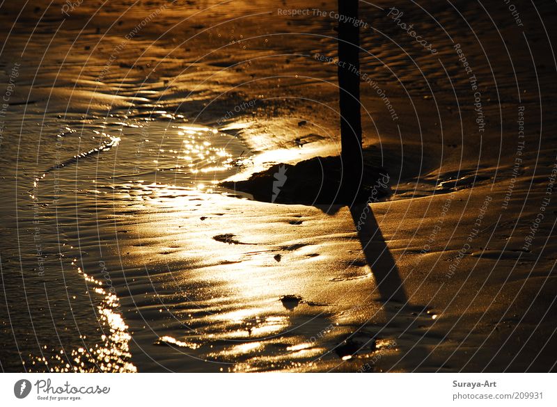 Golden Watt Calm Ocean Nature Landscape Sand Water Sunrise Sunset Summer North Sea Island Wet Beautiful Soft Longing Wanderlust Colour photo Exterior shot