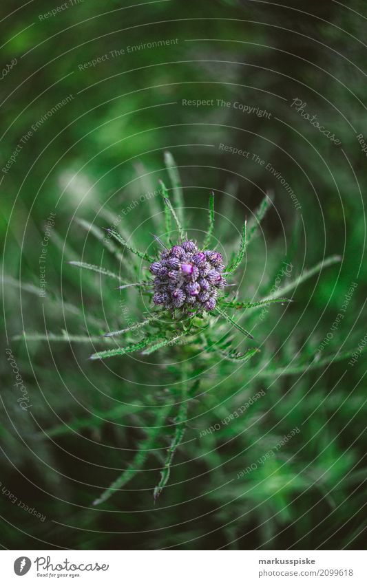 Wildflower Swirly Bokeh Vacation & Travel Trip Adventure Summer Summer vacation Garden Camera Objective Analog Blur swirly Environment Nature Plant Animal