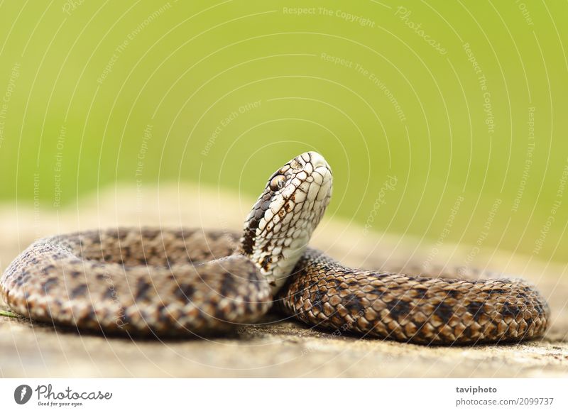 young meadow viper ready to bite Beautiful Youth (Young adults) Nature Animal Meadow Snake Wild Brown Green Fear Dangerous venomous strike aggressive Viper