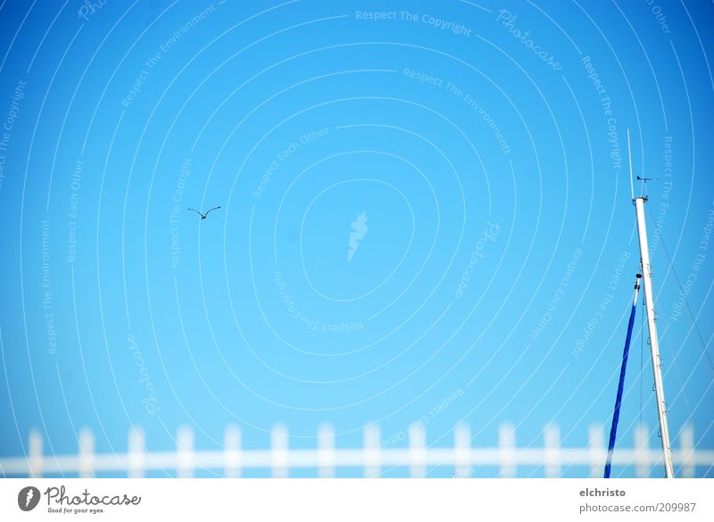 Across borders Sky Beautiful weather Flying Seagull Fence Border Barrier Watercraft Mast White Sky blue Freedom Far-off places Wing Colour photo Exterior shot