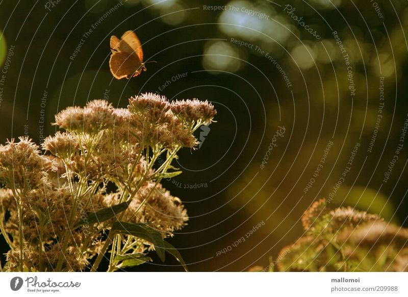 story time Harmonious Calm Environment Nature Plant Animal Sunlight Summer Bushes Blossom Wing Butterfly Relaxation Flying Dream Fragrance Warmth