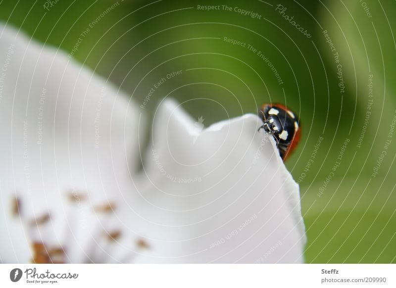 Ladybird on a petal Happy Good luck charm lucky beetle Quince blossom Blossom Calyx Beetle May Spring day Cute Spring flower Decent Near Small