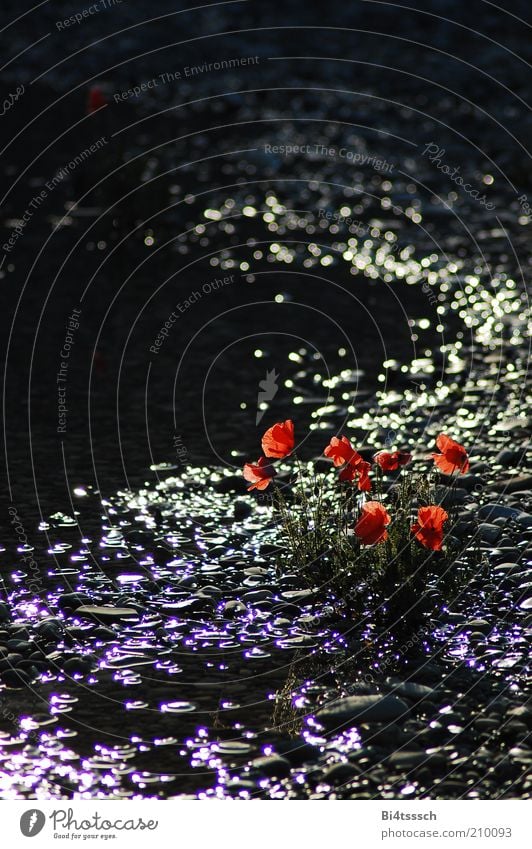 On the beach of Pleasantville Summer Environment Nature Plant Water Beautiful weather Flower Poppy Lakeside Pond Stone Blossoming Glittering Moody Colour photo