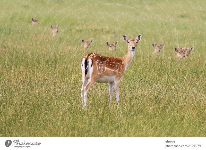 test of courage Environment Nature Animal Grass Wild animal Fallow deer Vension Roe deer Female deer Summer pelt Ear Polka dot roast veal Group of animals Bambi