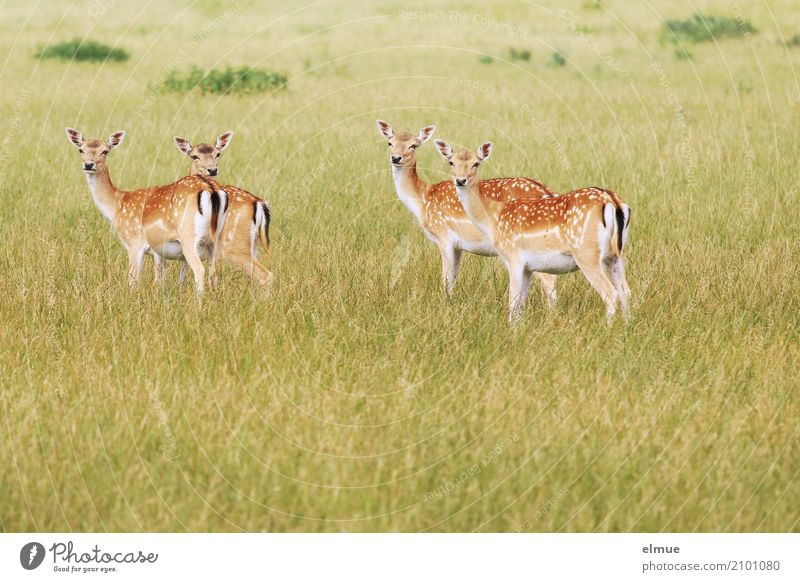 inquisitiveness Nature Animal Summer Meadow Wild animal Fallow deer Roe deer Female deer roast veal 4 Bambi Observe Listening Stand Esthetic Elegant Curiosity