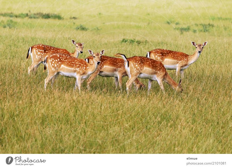 grass circle Environment Nature Animal Grass Wild animal Fallow deer Roe deer Doe eyes Ear Female deer roast veal Group of animals Bambi Observe Stand Esthetic