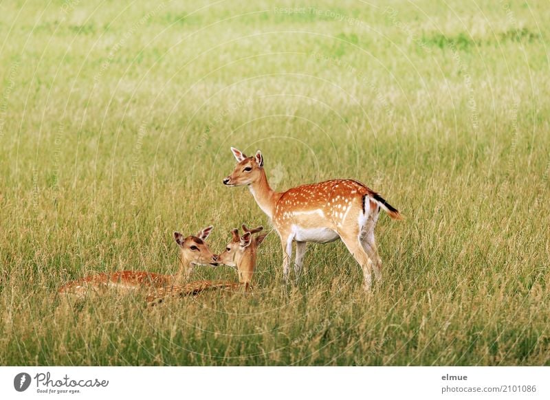 trio Nature Landscape Animal Grass Wild animal Roe deer reindeer buck Summer pelt Fallow deer Female deer 3 Bambi Observe Lie Stand Elegant Together Beautiful