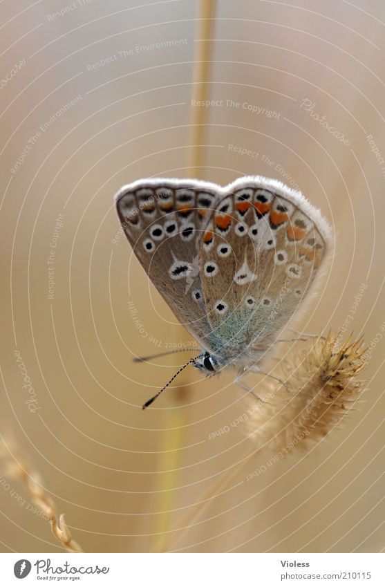 Blue to dream about Butterfly 1 Animal To enjoy Joy Dream Polyommatinae Colour photo Close-up Macro (Extreme close-up) Day Blur Shallow depth of field Plant