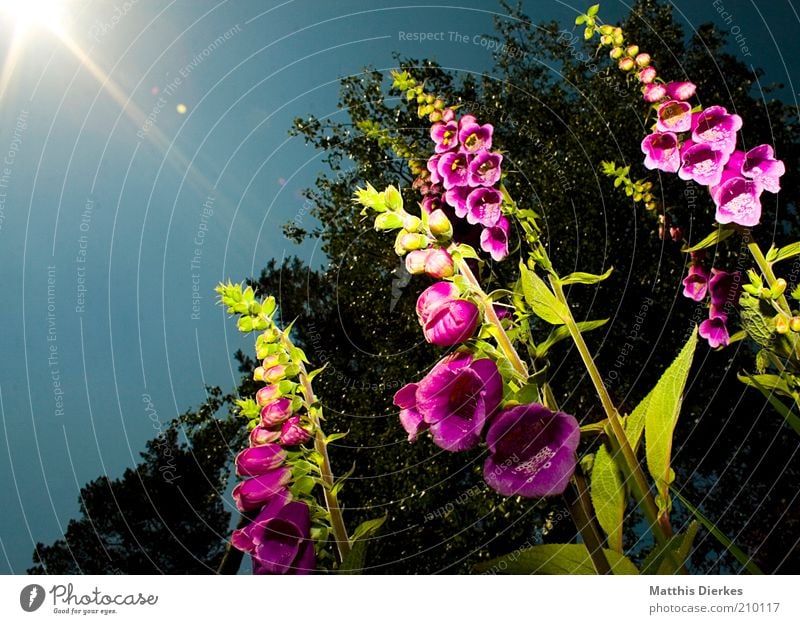 thimble Environment Nature Plant Cloudless sky Spring Summer Blossom Wild plant Exotic Garden Esthetic Poisonous plant Dangerous Foxglove Colour photo