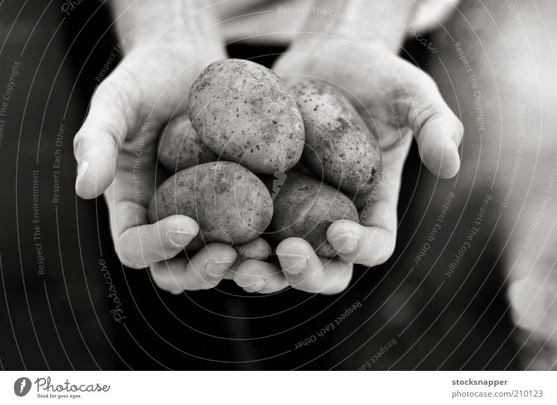 Potatoes Hand hands Food Farmer holding cupped Black & white photo Monochrome Harvest