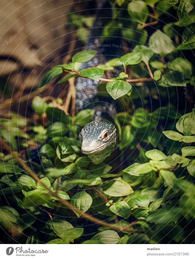 outlook Animal Animal face 1 Observe Blue Brown Green Cover blue iguana Iguana Leaf Colour photo Close-up Deserted Copy Space left Copy Space right