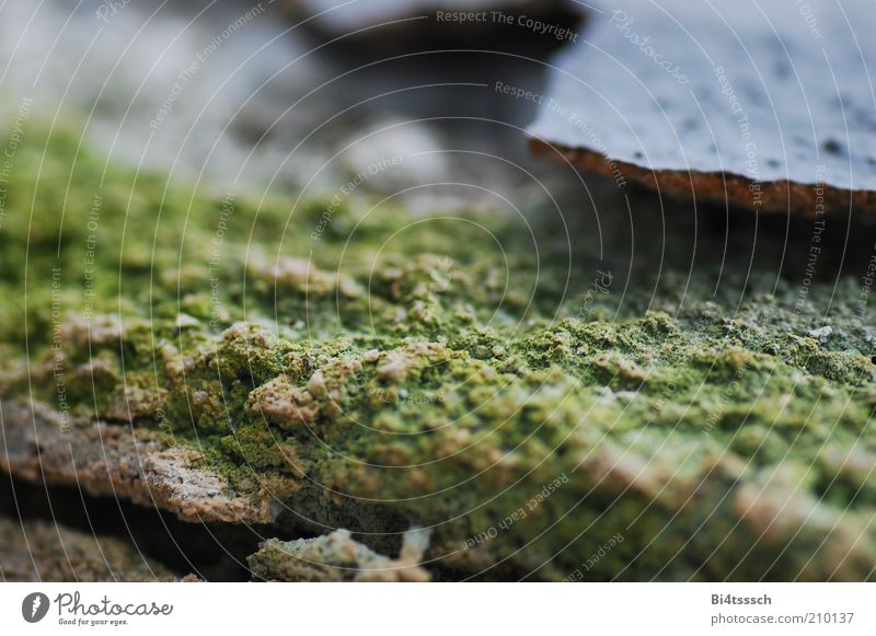 Mini mountains very big Moss Concrete Dirty Sharp-edged Firm Broken Near Blue Green Moody Authentic Decline Transience Destruction Colour photo