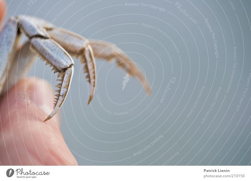 Watch out! Human being Fingers Environment Nature Animal Wild animal Dead animal 1 Fingernail Thumb To hold on Colour photo Subdued colour Exterior shot