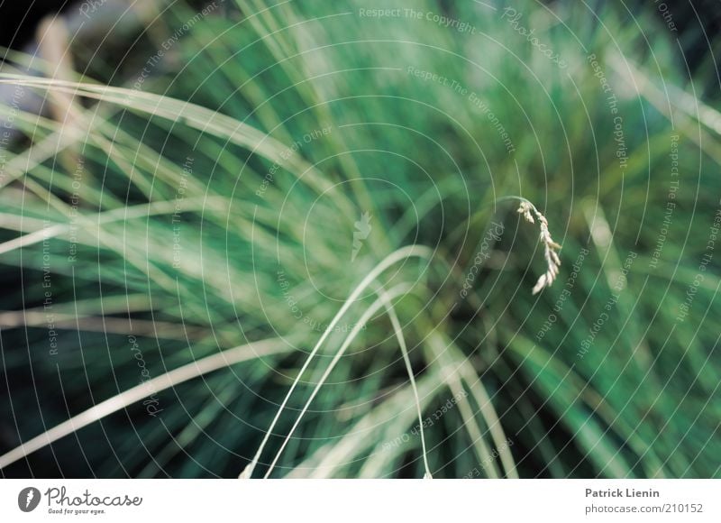 sharp grass Environment Nature Plant Summer Grass Foliage plant Wild plant Green Soft Delicate Colour photo Exterior shot Close-up Deserted Day Light Contrast