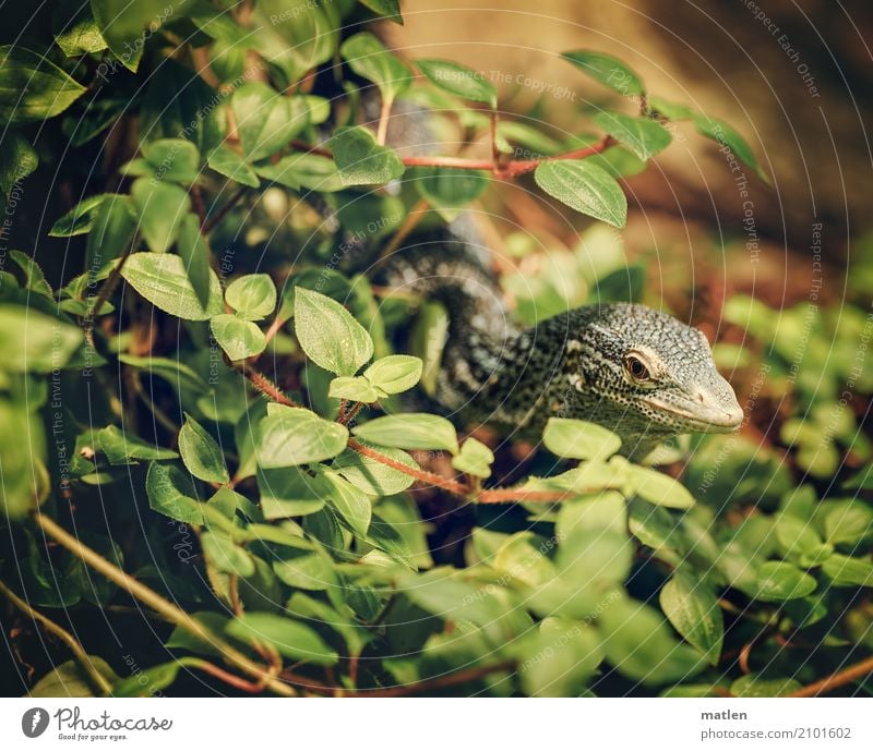 Hidden Plant Leaf Animal Animal face 1 Exotic Blue Brown Green blue iguana Observe Hide Camouflage Iguana Colour photo Close-up Deserted Copy Space left