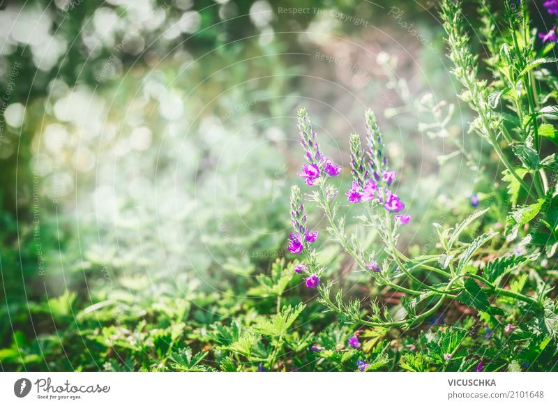 Green nature background with grass, flowers Lifestyle Design Summer Garden Nature Plant Beautiful weather Flower Bushes Park Meadow Background picture Pasture