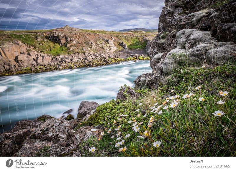 blossoming Environment Nature Landscape Water Sky Clouds Summer Weather Beautiful weather Plant Flower Grass Blossom Wild plant Meadow Rock Waves River bank