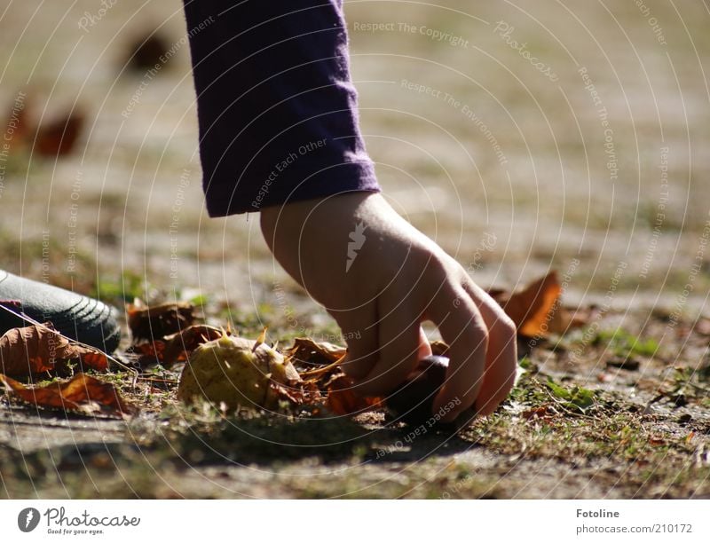 Collect chestnuts Human being Child Arm Hand Fingers Environment Nature Plant Elements Earth Autumn Bright Natural Chestnut Thorn Collection Colour photo