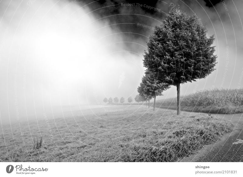 Nebular road Nature Landscape Plant Air Sky Clouds Spring Weather Beautiful weather Bad weather Fog Tree Grass Agricultural crop Wild plant Field Forest