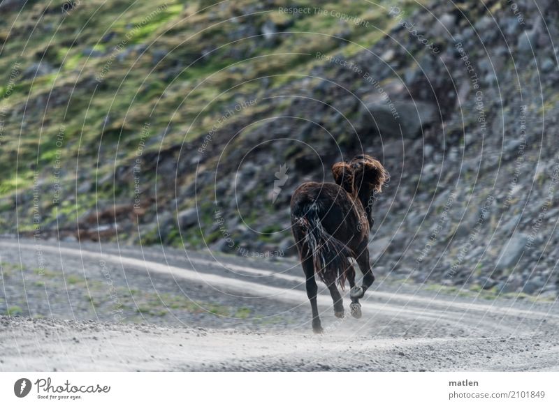 EncounterII Landscape Animal Horse 1 Speed Gray Green Iceland Gallop Blow Ski piste Free Subdued colour Exterior shot Deserted Copy Space left Copy Space right