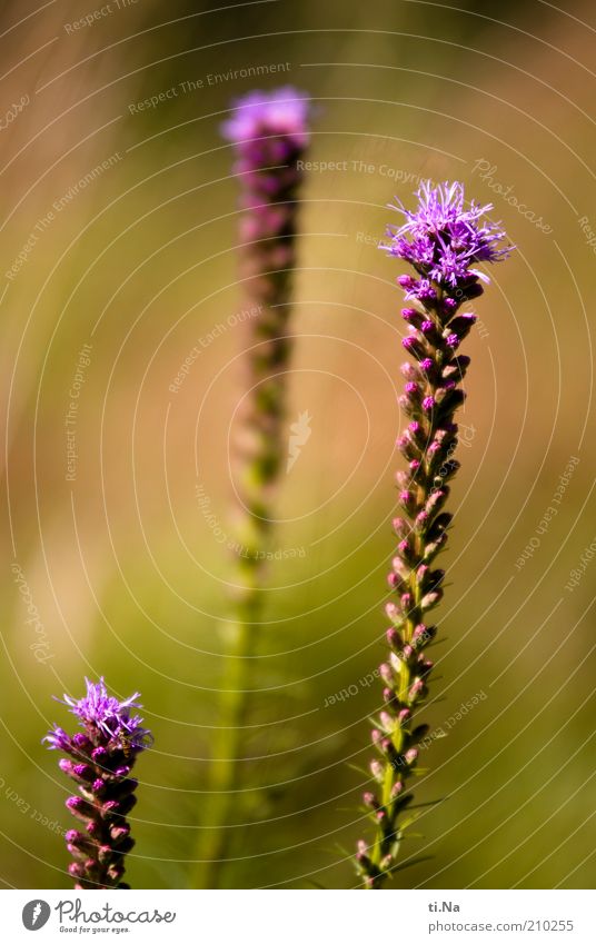 1950 Environment Nature Plant Bushes Blossom Blossoming Growth Beautiful Green Violet Pink magnificent sight Colour photo Multicoloured Exterior shot