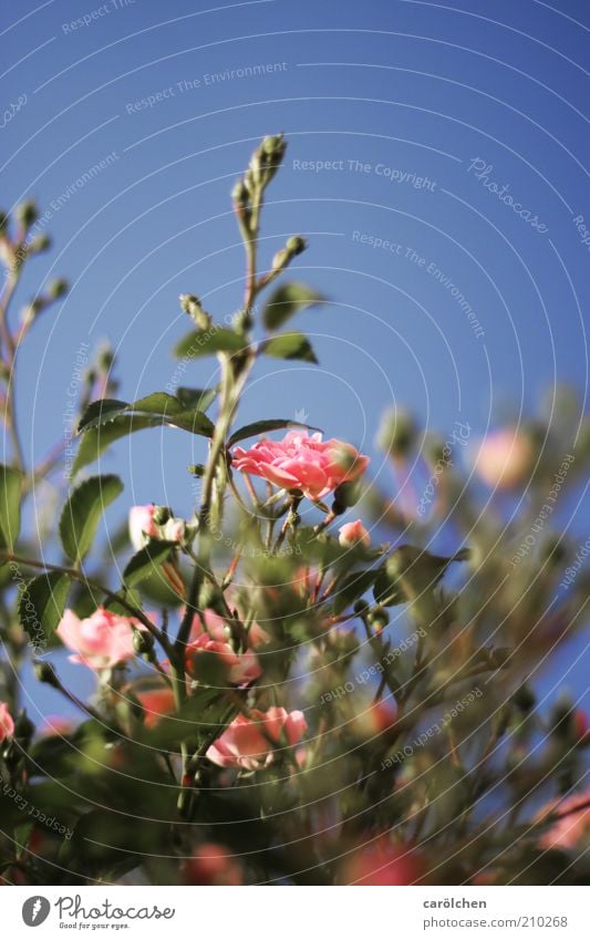 a pink rose Nature Plant Flower Blossom Wild plant Blue Green Pink rose bush Bush rose Central Romance Colour photo Exterior shot Deserted Copy Space top Growth