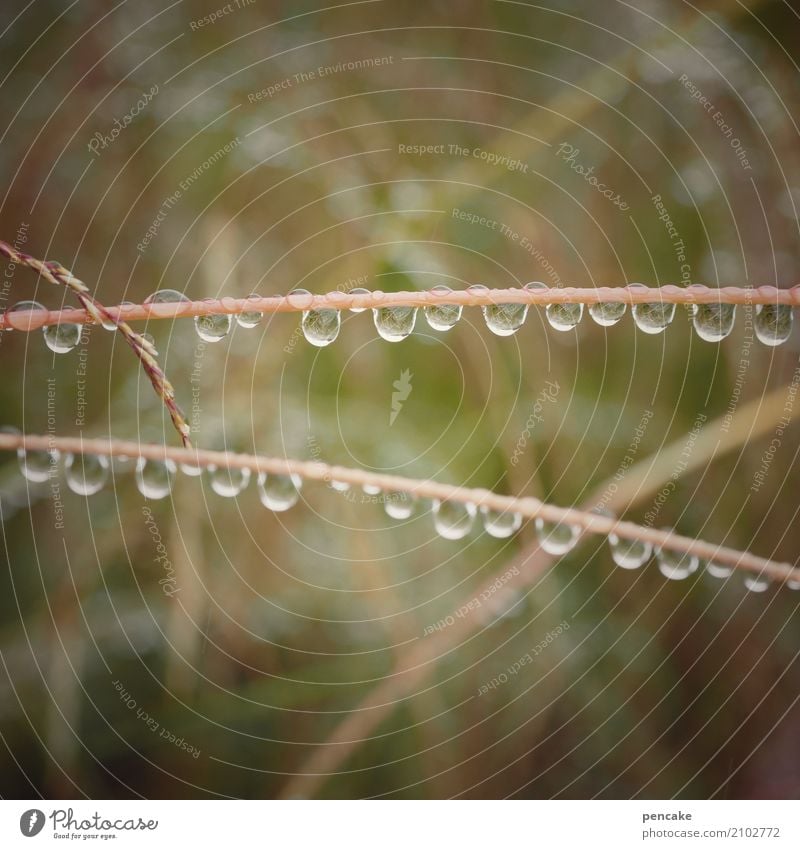 life elixir | water pearls Nature Elements Water Plant Grass Wet Natural Esthetic Life Drops of water Blade of grass Chain Life line Colour photo Subdued colour