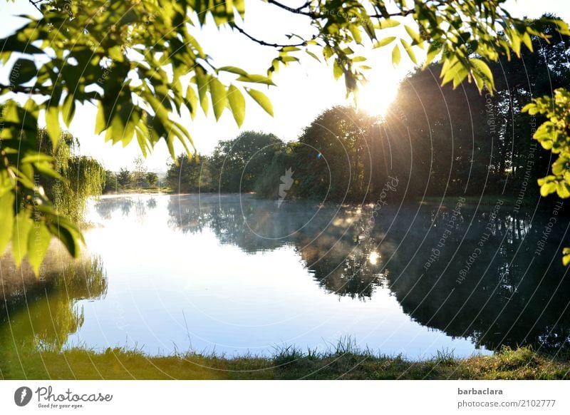 Seven in the morning Nature Landscape Water Sky Summer Beautiful weather Fog Plant Tree Lakeside Pond Illuminate Bright Moody Anticipation Secrecy Serene Happy