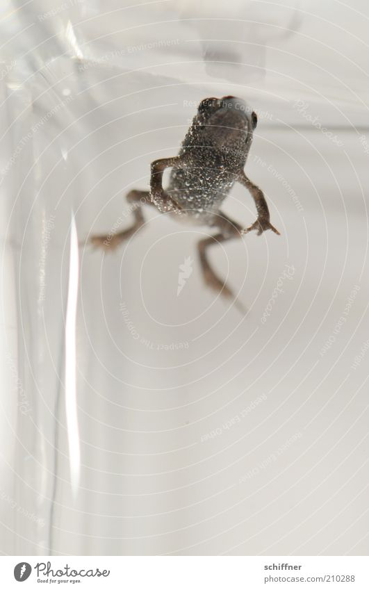 Manfred floats Animal Frog Aquarium 1 Baby animal Small Hover Weightlessness Glide Diminutive Contentment Close-up Macro (Extreme close-up) Underwater photo