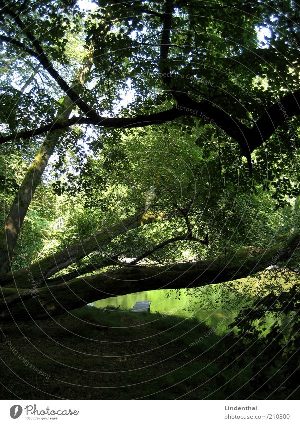 Green Paradise #1 Nature Plant Water Summer Tree Forest Lake Idyll Safety (feeling of) Shadow Lime tree Branch Leaf canopy Beautiful Colour photo Multicoloured