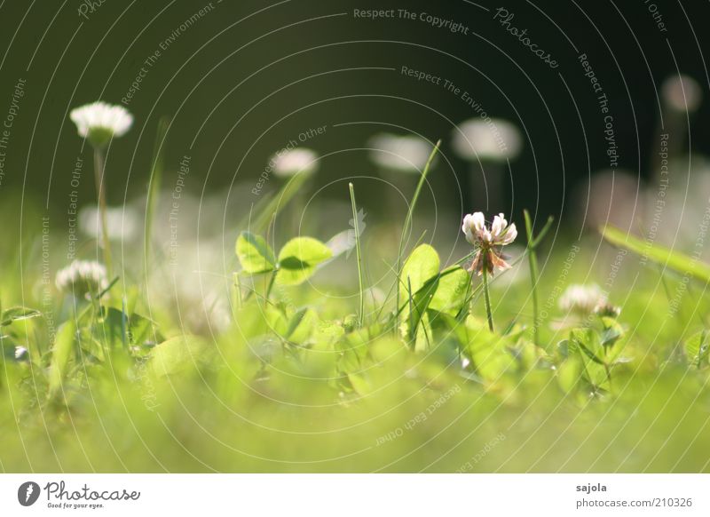 Beetle perspective II Environment Plant Flower Grass Clover Clover blossom Daisy Green Lawn Meadow Meadow flower Perspective Summer Colour photo Exterior shot