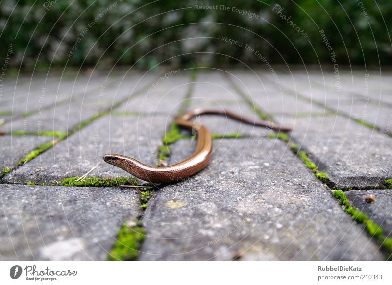 Anguis fragilis Environment Nature Moss Animal Wild animal Snake Saurians 1 Stone Esthetic Thin Disgust Elegant Exotic Hideous Small Slimy Soft Brown Gray Green