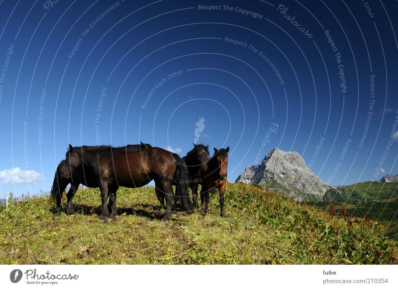 Horses Herd Vacation & Travel Tourism Freedom Summer Mountain Nature Landscape Cloudless sky Beautiful weather Grass Rock Alps Animal Farm animal