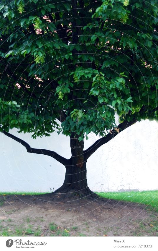 in the middle Tree Park Growth Pure Symmetry Colour photo Exterior shot Copy Space left Copy Space right Neutral Background Copy Space bottom Nature Treetop