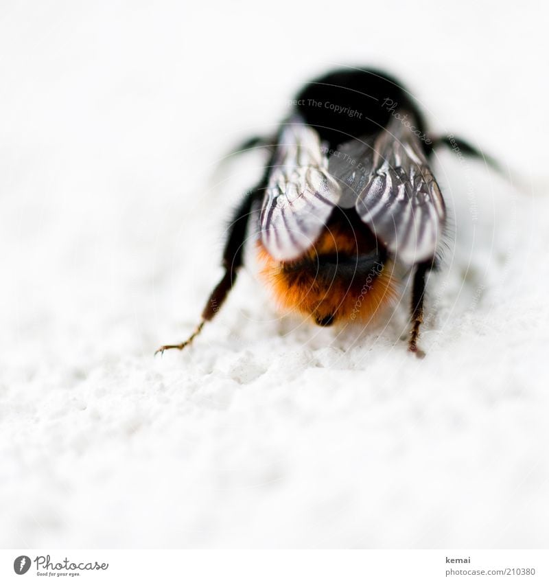 bumblebee butt Nature Animal Wild animal Bee Wing Bumble bee Hind quarters Insect 1 Sit Orange Black Colour photo Subdued colour Exterior shot Close-up Detail