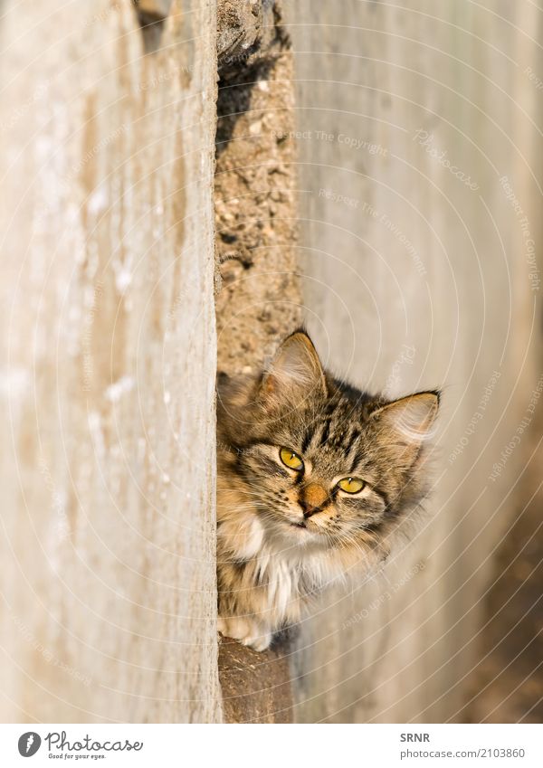 Outdoor Cat Animal Fur coat Pet Wild Delightful Aperture cats ears embrasure fluffy furry Hole Kitten lazy Look out Mammal peek out peep peep out peer