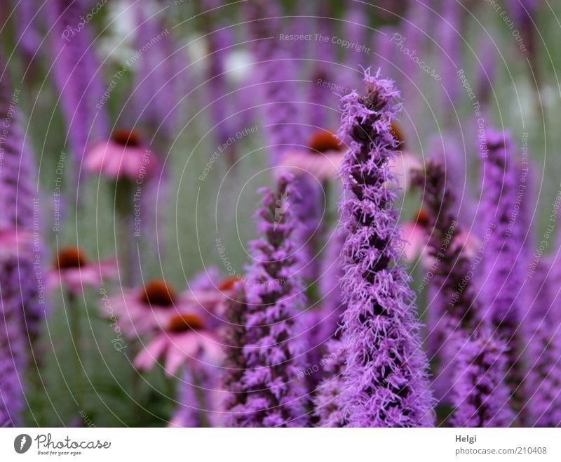 in the flower garden... Environment Nature Plant Summer Beautiful weather Flower Blossom Rudbeckia Purple cone flower Blossoming Fragrance Growth Esthetic Fresh