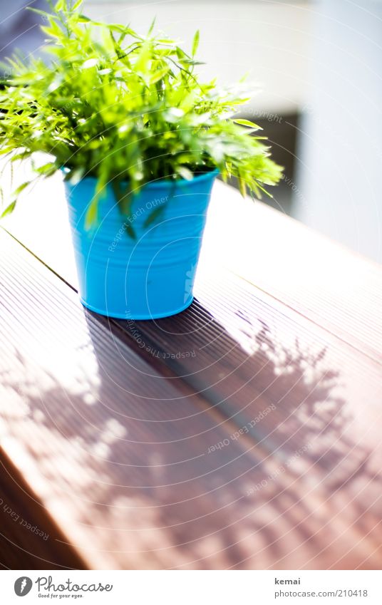 Table shrub Plant Sun Sunlight Summer Beautiful weather Bushes Leaf Foliage plant Pot plant Flowerpot Blossoming Illuminate Blue Green Table decoration Shadow