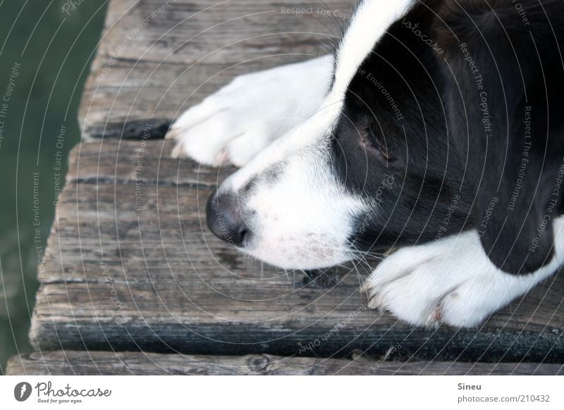 aquaphobia Relaxation Summer Water Dog Animal face Claw 1 Observe Lie Cute Black White Love of animals Curiosity Expectation Nature Break Footbridge