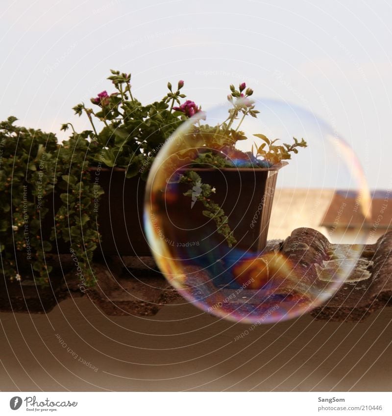 flying soap bubble flying Sky Summer Plant Flower Pot plant Terrace Blossoming Fragrance Flying Free Wet Round Multicoloured Joy Serene Soap bubble short beauty