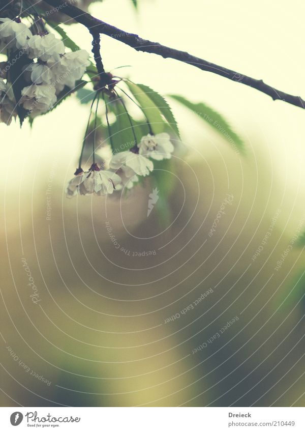 faded cross grain Environment Nature Plant Spring Summer Blossom Wild plant Deserted Hang Bright Natural Green White Calm Colour photo Subdued colour