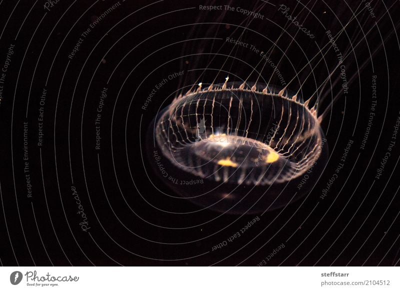 Crystal jellyfish Aequorea victoria Ocean Animal Wild animal Jellyfish 1 Yellow Gold White hydrozoan Gnu bioluminescent Marine animal wildlife wild life marine