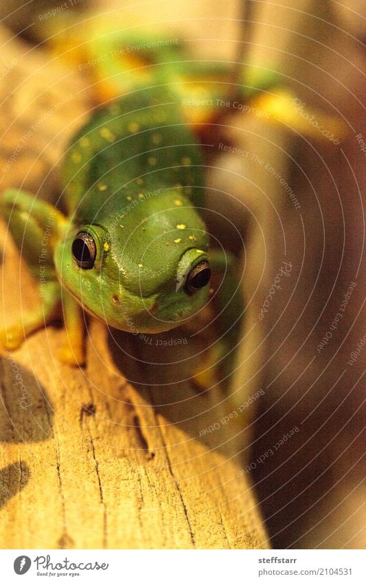 Magnificent tree frog Litoria splendida Animal Frog 1 Wild Yellow Green Splendid tree frog Tree frog green frog amphibian herp herpetology Reptiles wildlife