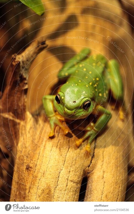 Magnificent tree frog Litoria splendida Animal Frog 1 Wild Yellow Green Splendid tree frog Tree frog green frog amphibian herp herpetology Reptiles wildlife