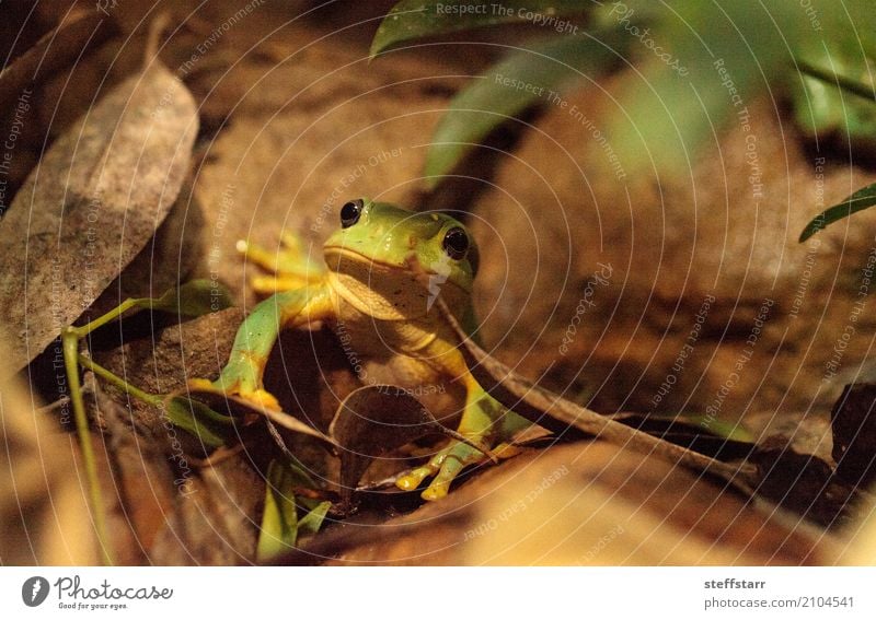 Magnificent tree frog Litoria splendida Animal Wild animal Frog Animal face 1 Green Splendid tree frog Tree frog green frog amphibian herp herpetology Reptiles